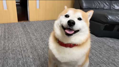 お姉ちゃんの帰省サプライズに喜び大爆発の柴犬