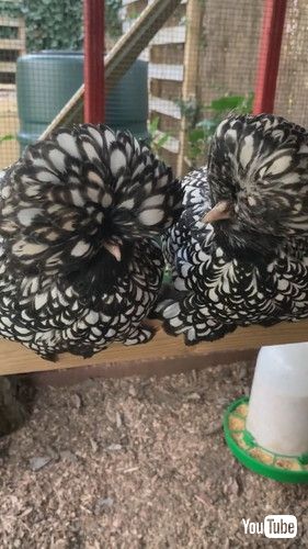 「Crocus the Fabulous Chicken || ViralHog」