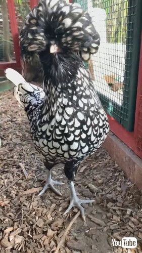 「Crocus the Fabulous Chicken || ViralHog」