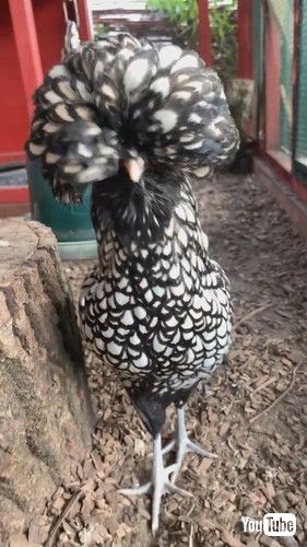 「Crocus the Fabulous Chicken || ViralHog」