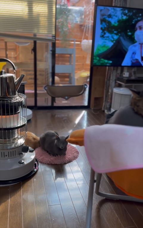 グレー猫ちゃん