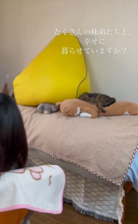 ベッドで寝てる猫