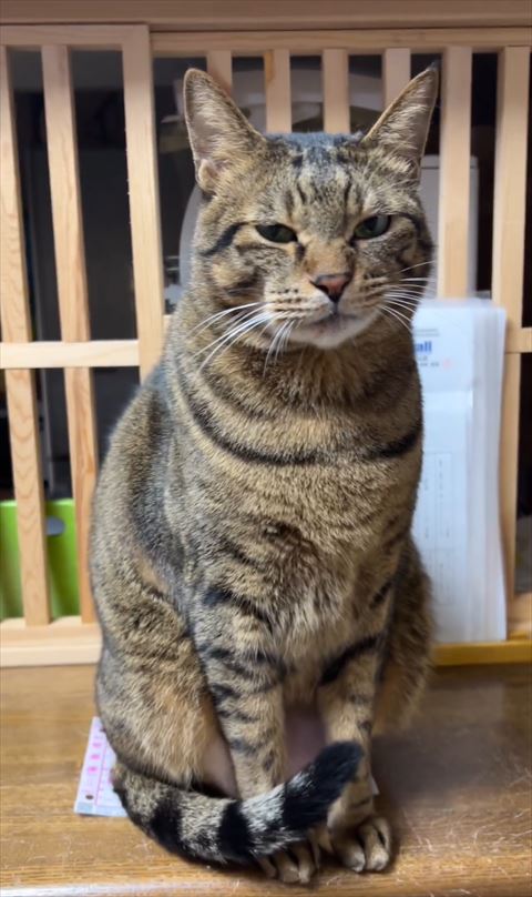 伝票の上に座る猫