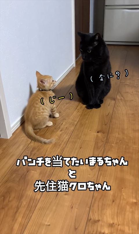 パンチを当てたいまるちゃんテロップ