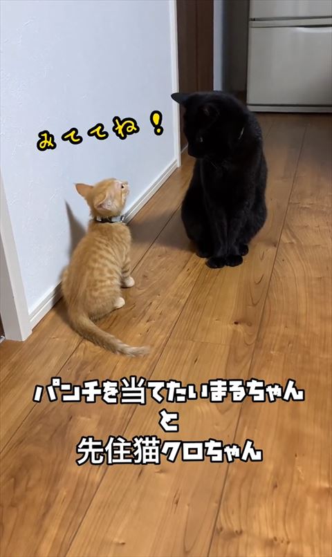 みててねテロップ