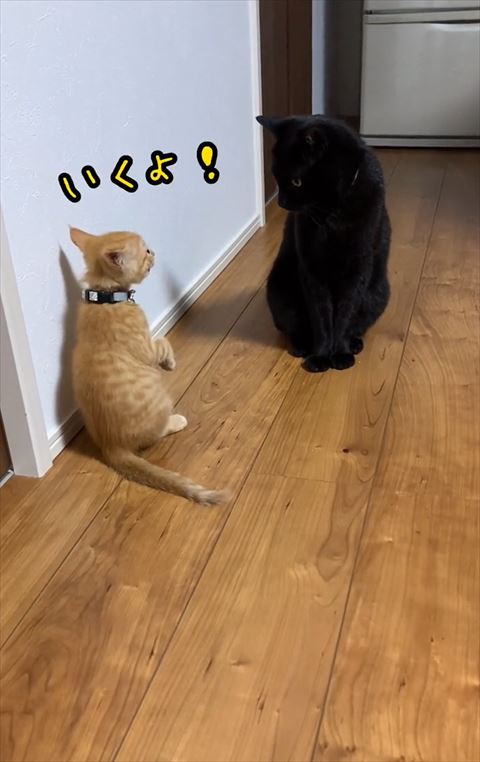 いくよテロップ