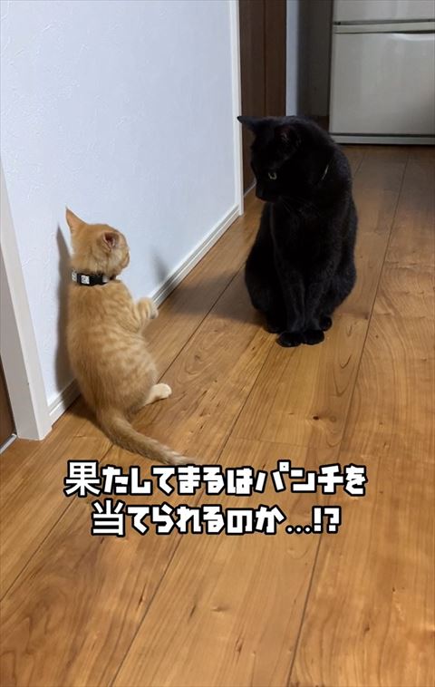 果たしてまるはパンチを当てられるのかテロップ