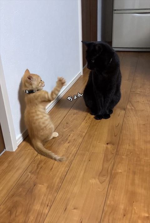 ちょんテロップ