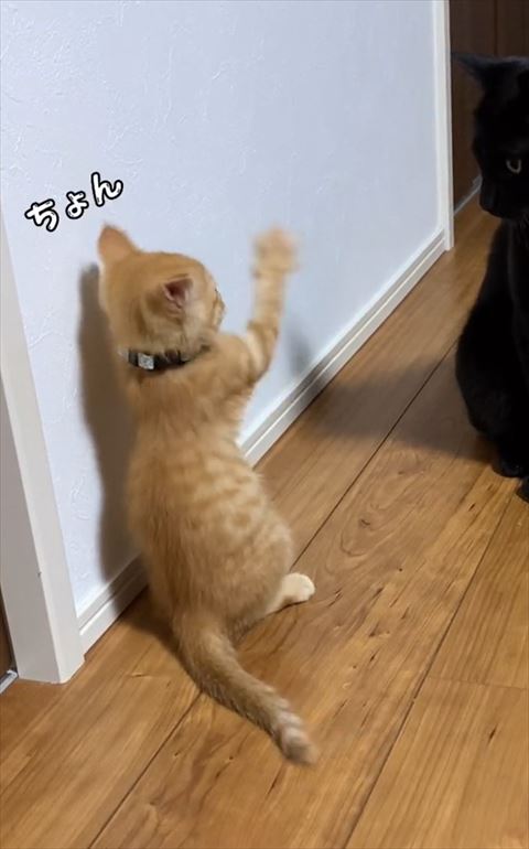 前足を動かす子猫アップ