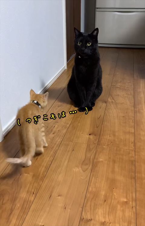 つぎこそはテロップ