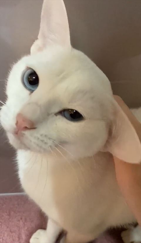 なでられる猫アップ