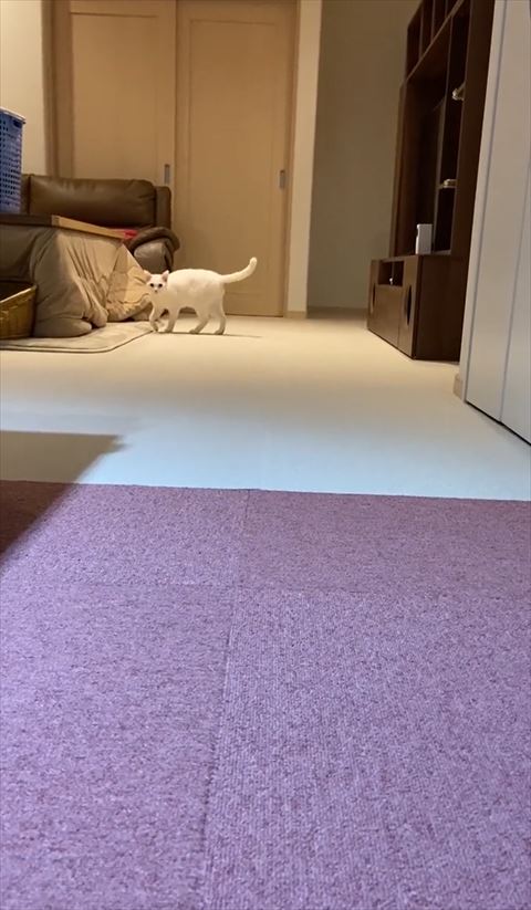 コタツの横から見る猫