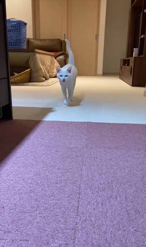 左前足あげて鳴きながらくる猫
