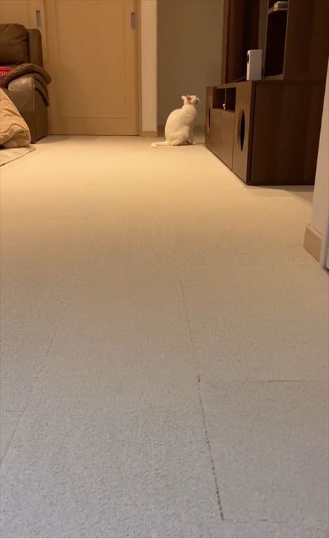 お座りして棚見てる猫