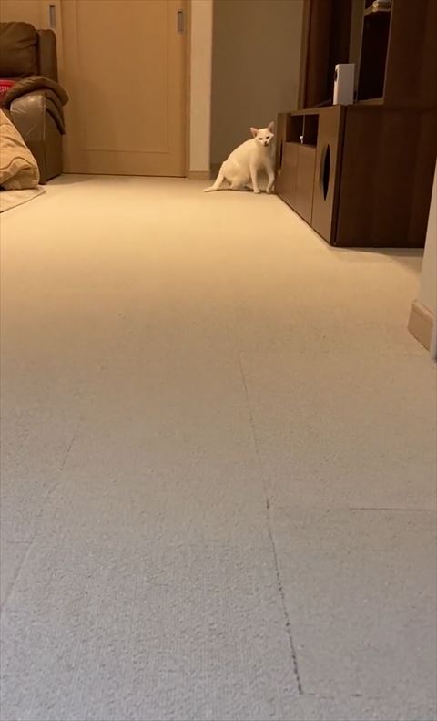 棚の横で左前足曲げてこっち見てる猫