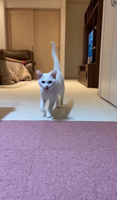 落ち込むワンコ