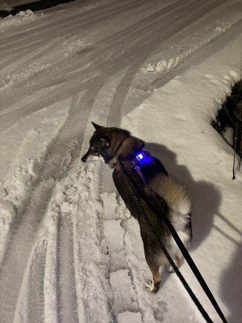 雪道散歩ワンコ