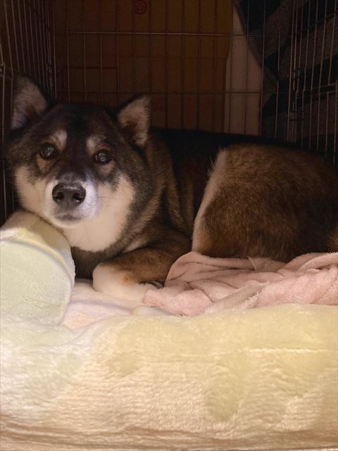 クッションに顔のせワンコ