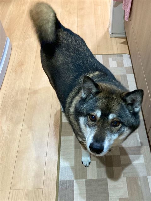 台所にいるワンコ