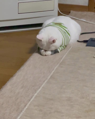 寝始めるリリーさん