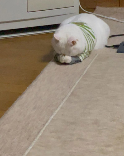 寝続けるリリーちゃん