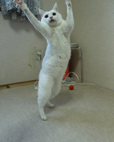 エクササイズするリリーさん