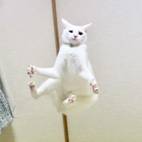 跳ねるリリーさん