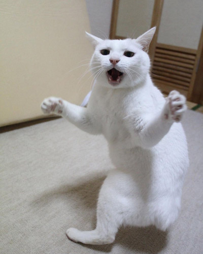 驚き顔のリリーさん