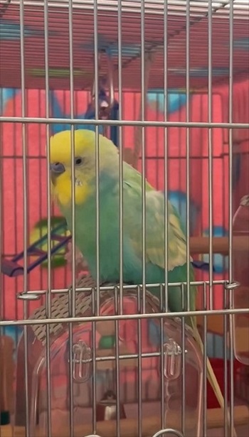 おしゃべりがこんがらがるインコ