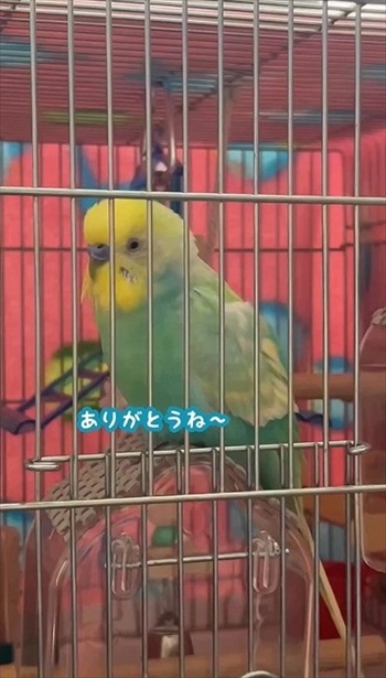 おしゃべりがこんがらがるインコ