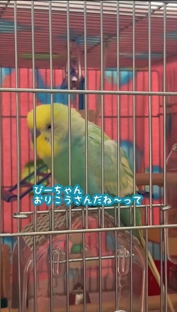 おしゃべりがこんがらがるインコ