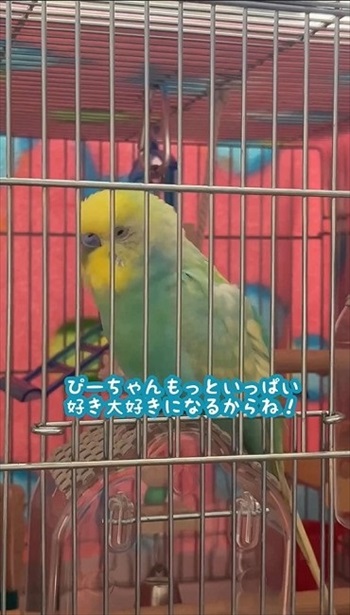 おしゃべりがこんがらがるインコ
