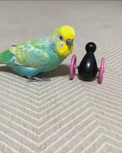 おしゃべりがこんがらがるインコ