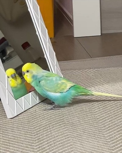 おしゃべりがこんがらがるインコ