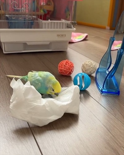 おしゃべりがこんがらがるインコ