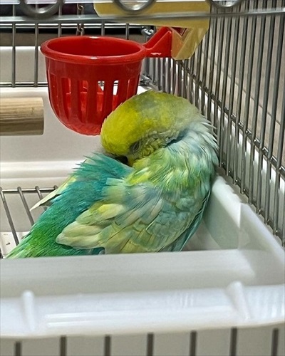 おしゃべりがこんがらがるインコ