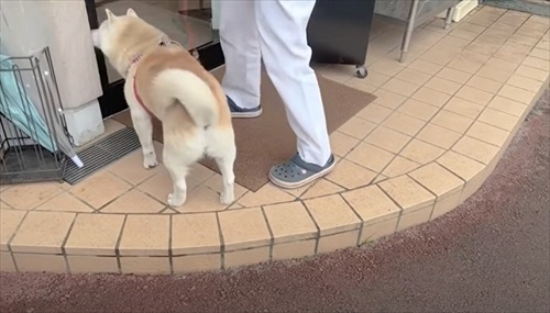 お迎えを喜ぶ柴犬さん
