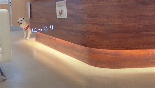 お迎えを喜ぶ柴犬さん