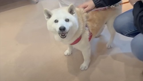 お迎えを喜ぶ柴犬さん