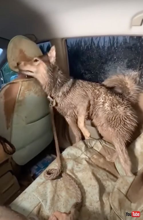 どろんこまみれになったハスキー犬