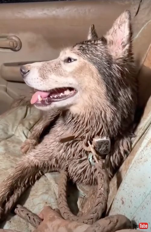どろんこまみれになったハスキー犬