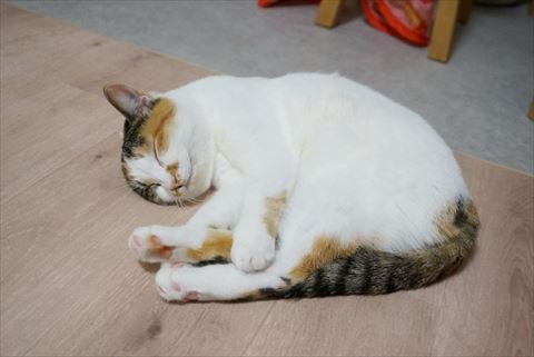 微笑んで寝てる猫