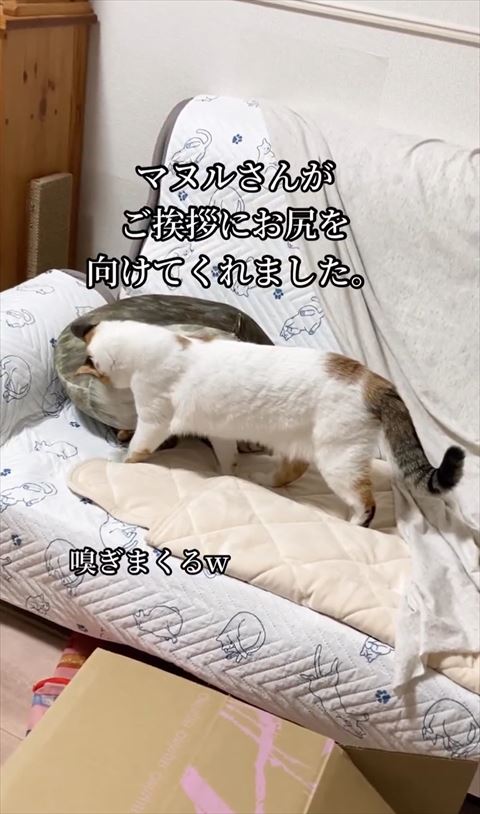 マヌルさんがご挨拶にお尻をテロップ