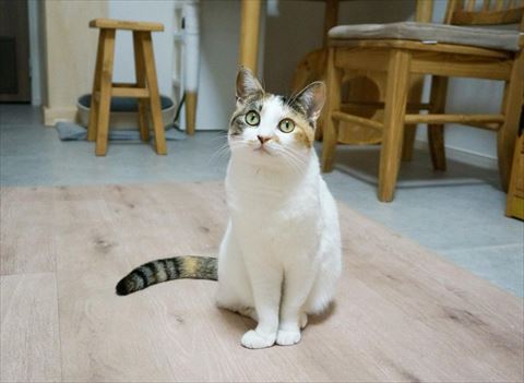 お座り猫