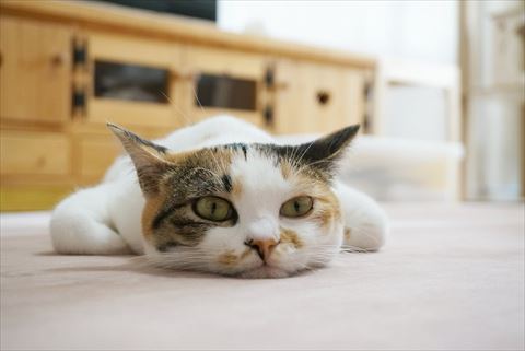 ツチノコみたいな猫