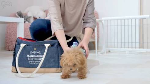 子犬のおはなちゃん