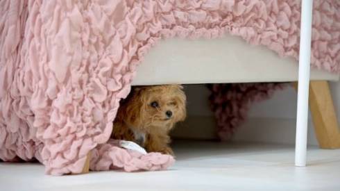 隠れる子犬