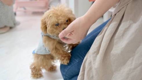 リラックス子犬