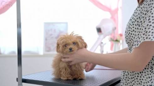 トリミング開始子犬