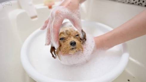 シャンプーされる子犬